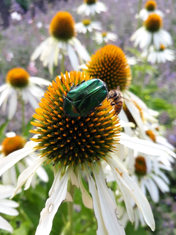 Tr dg rdsrabatt mellan